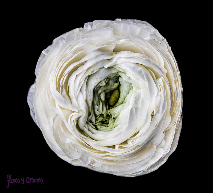 Flower Art of the Month - Ranunkel - Flores Y Amores - Dale Grant Photography