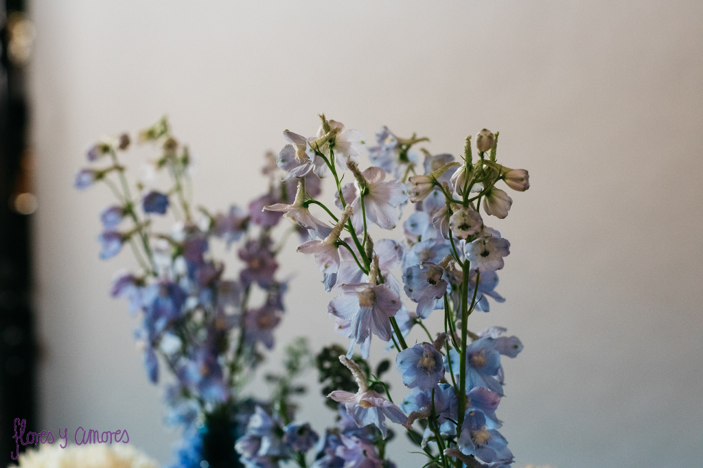 Blume des Monats Juli – Rittersporn