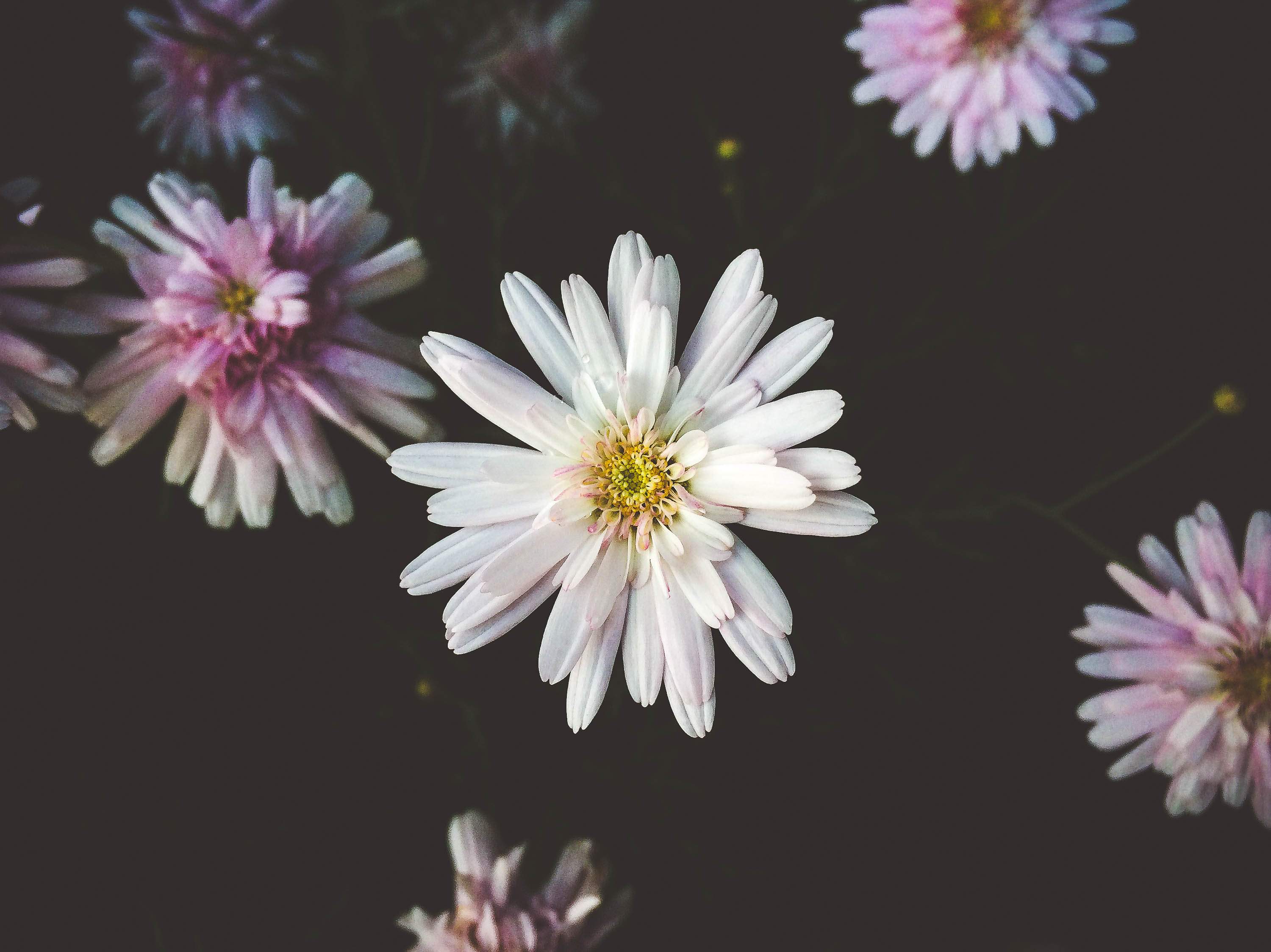 Blume des Monats Oktober – Chrysanthemen