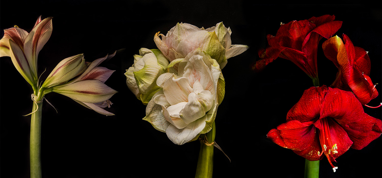 Blume des Monats November – Amaryllis