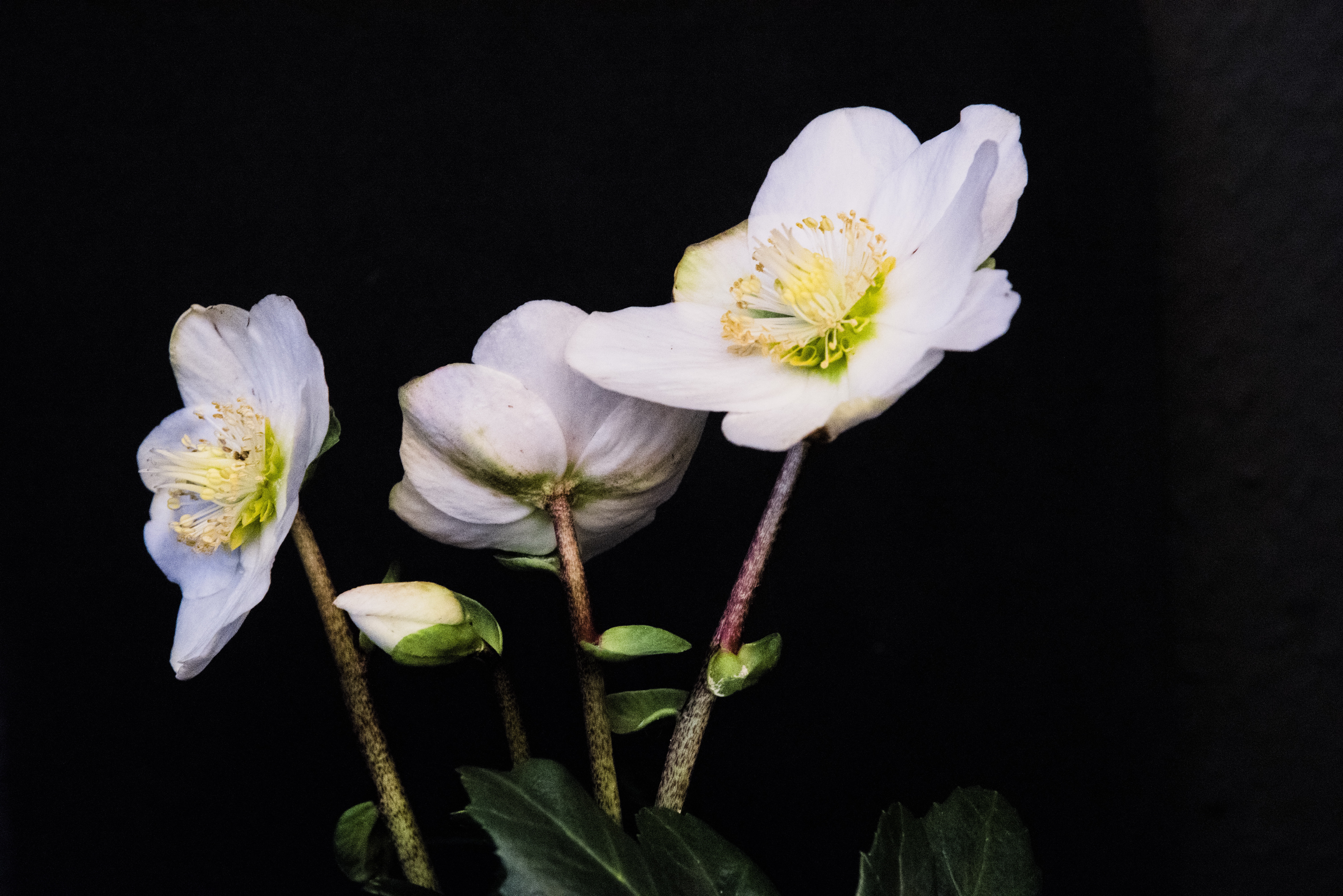 Blume des Monats Dezember – Die Christrose